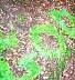 Image10.gif