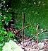 Image7.gif